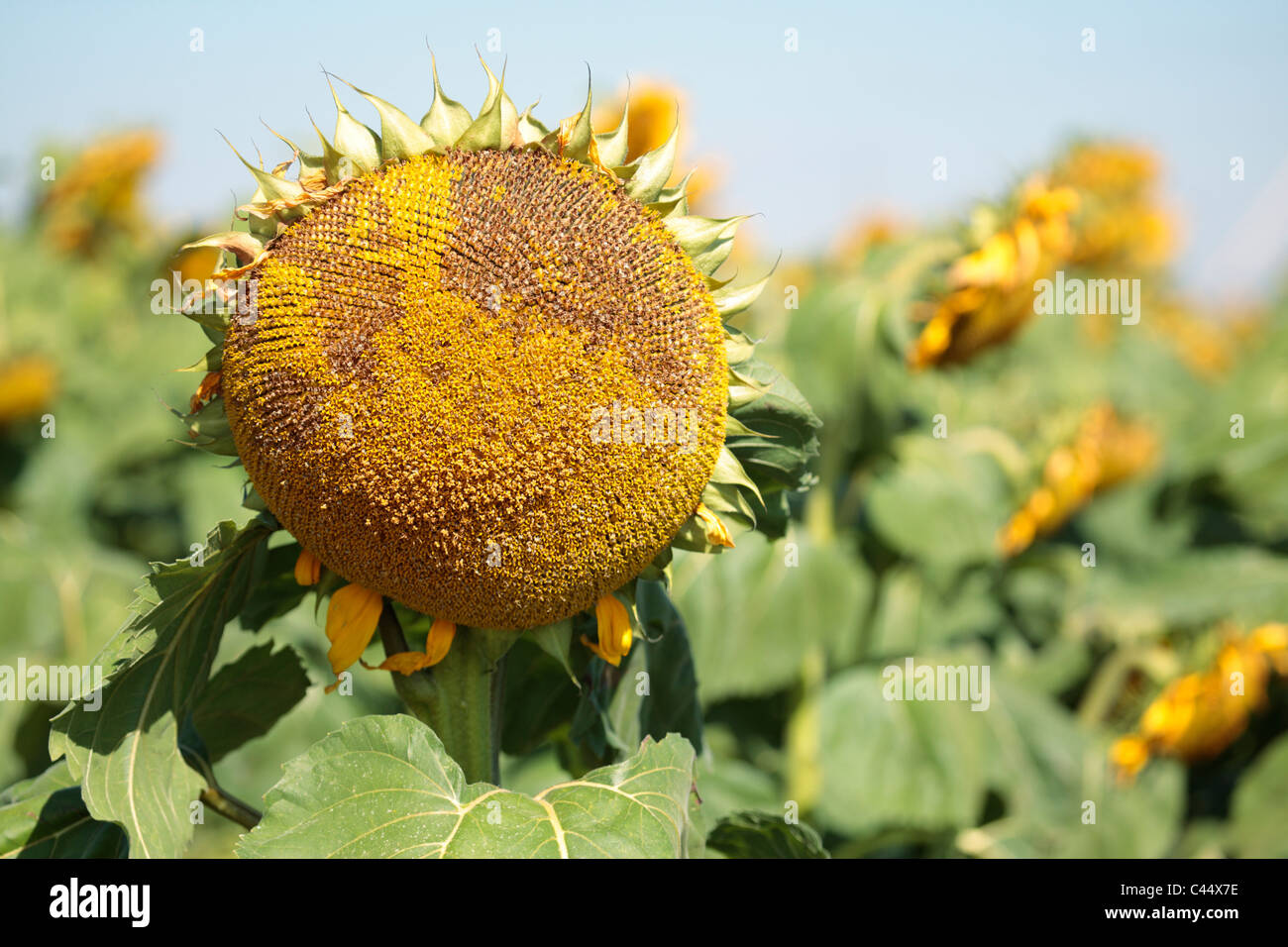 Wilting Sunflower Crop, Free State, South Africa Stock Photo