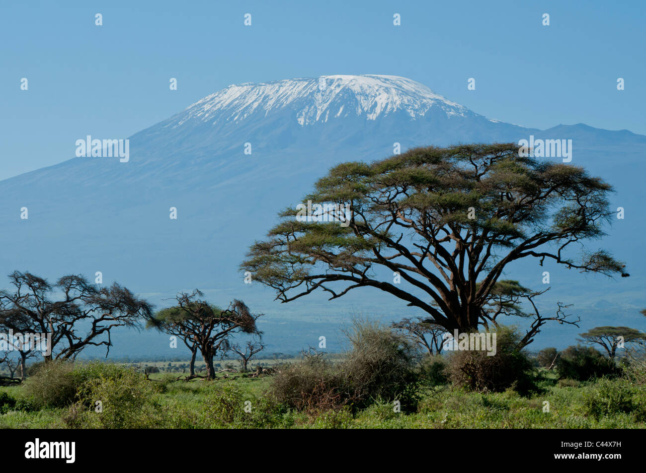 East Africa, Kenya, Tanzania, Kilimanjaro, Amboseli, volcano, mountain, symmetry, snow, acacia, tree, game reserve, park, touris Stock Photo