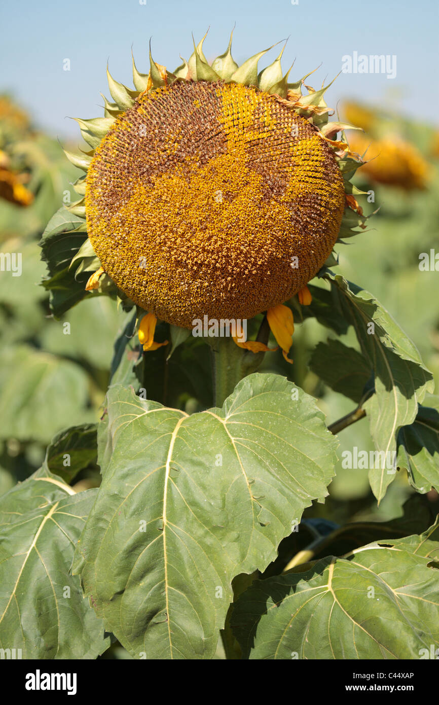 Wilted sunflowers hires stock photography and images Alamy