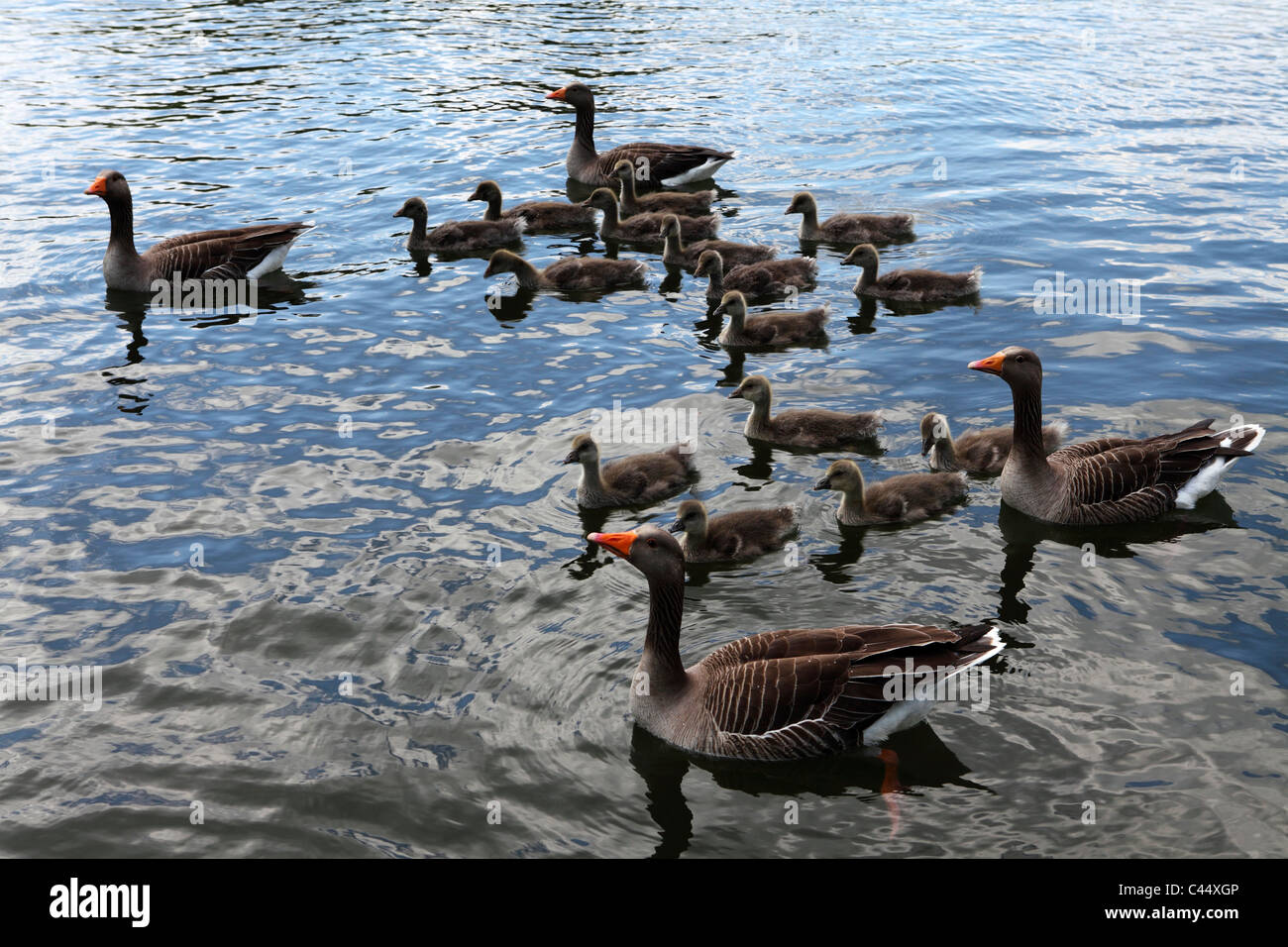 Greylag geese (Anser anser) on the River Thames close to Marlow in Buckinghamshire, England. Stock Photo