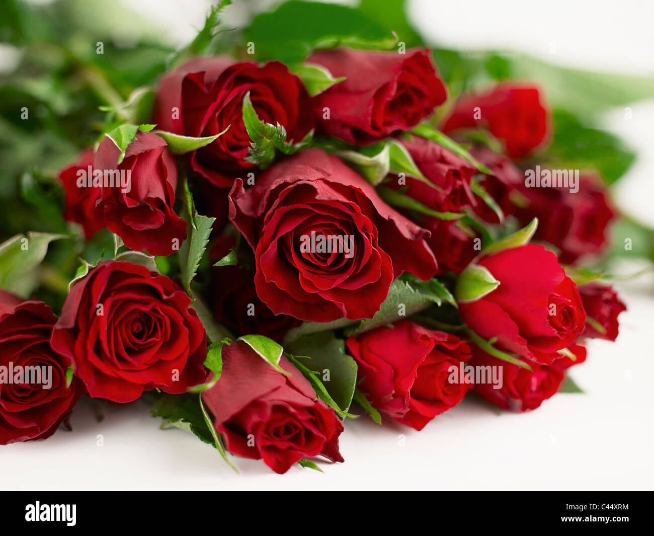 Red rose flowers, close-up Stock Photo - Alamy