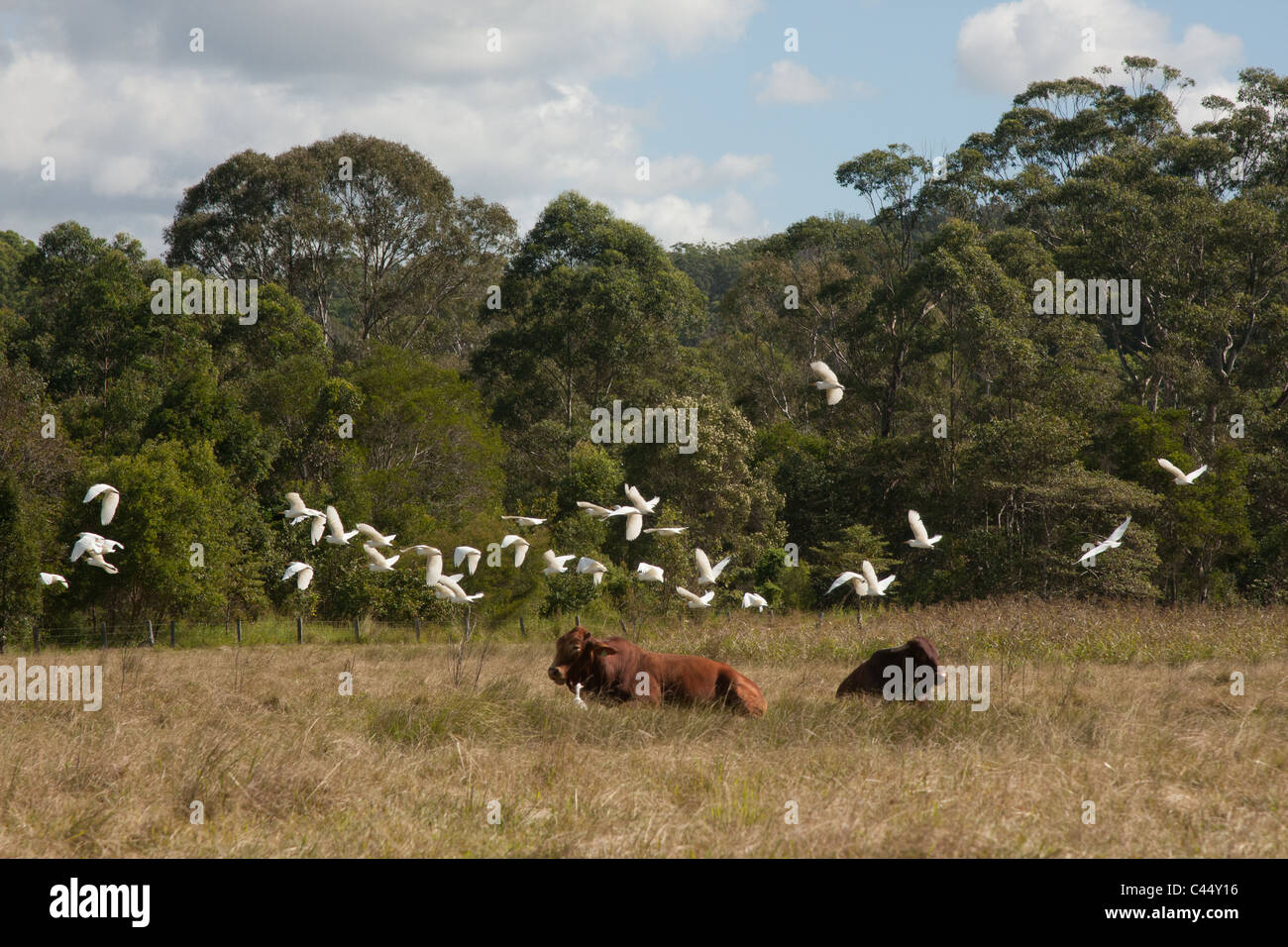 Cattle with Flying birds Stock Photo