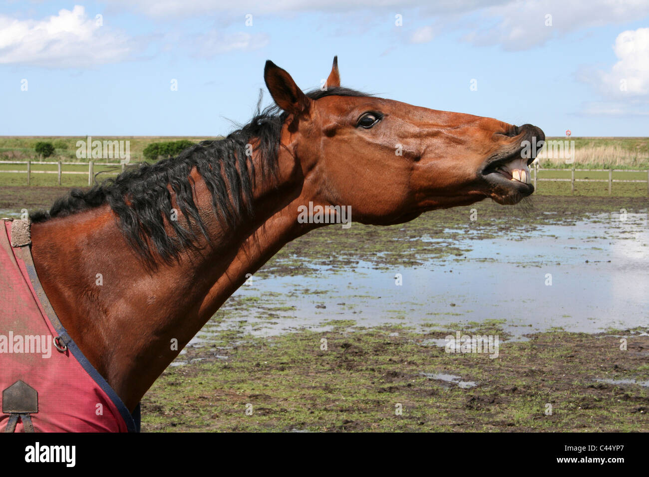 Side View Of A Horse Grinning And Showing Teeth Stock Photo