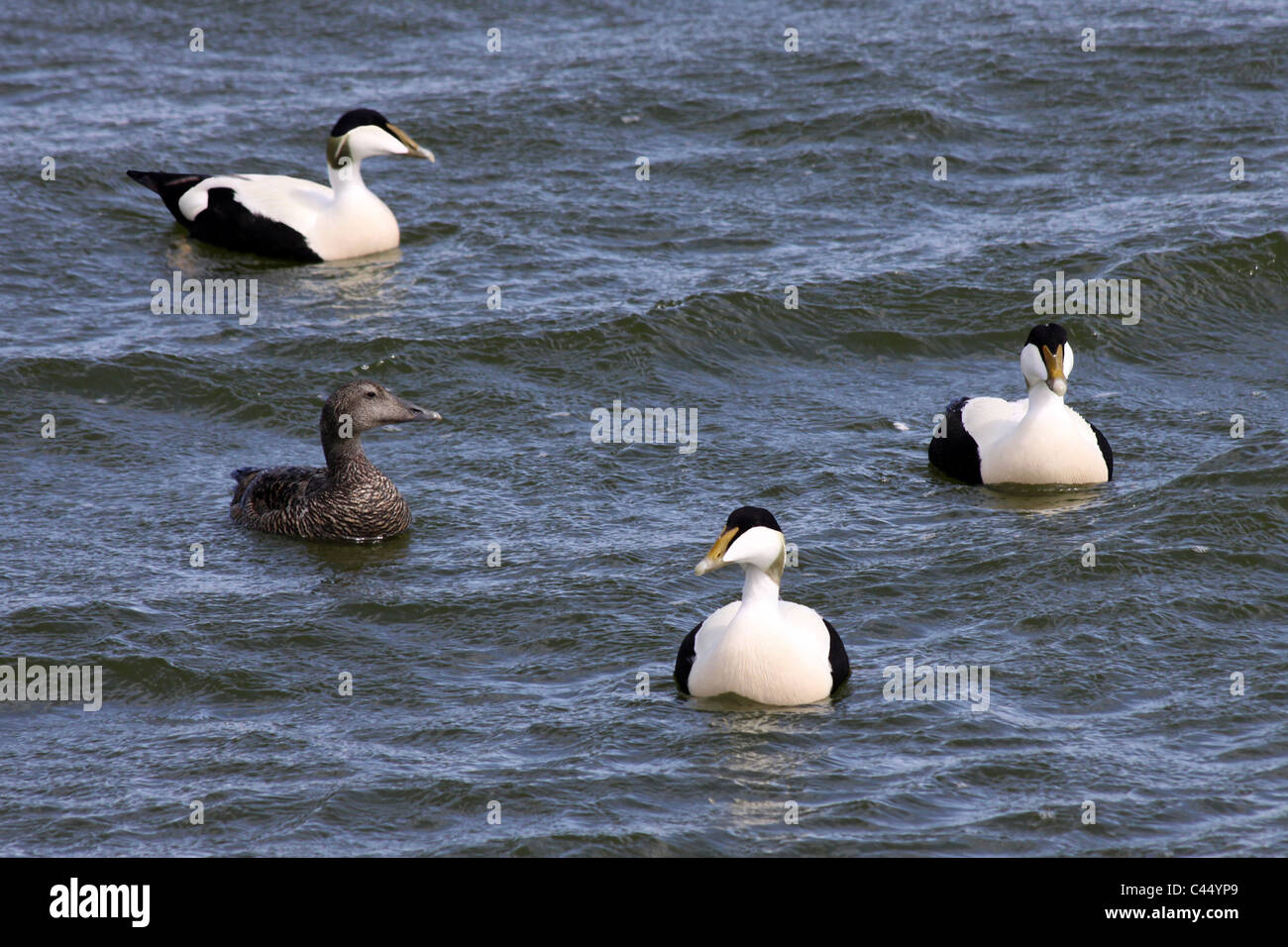 Flock Of Eider Ducks On The Sea At Walney Island, Cumbria, UK Stock Photo