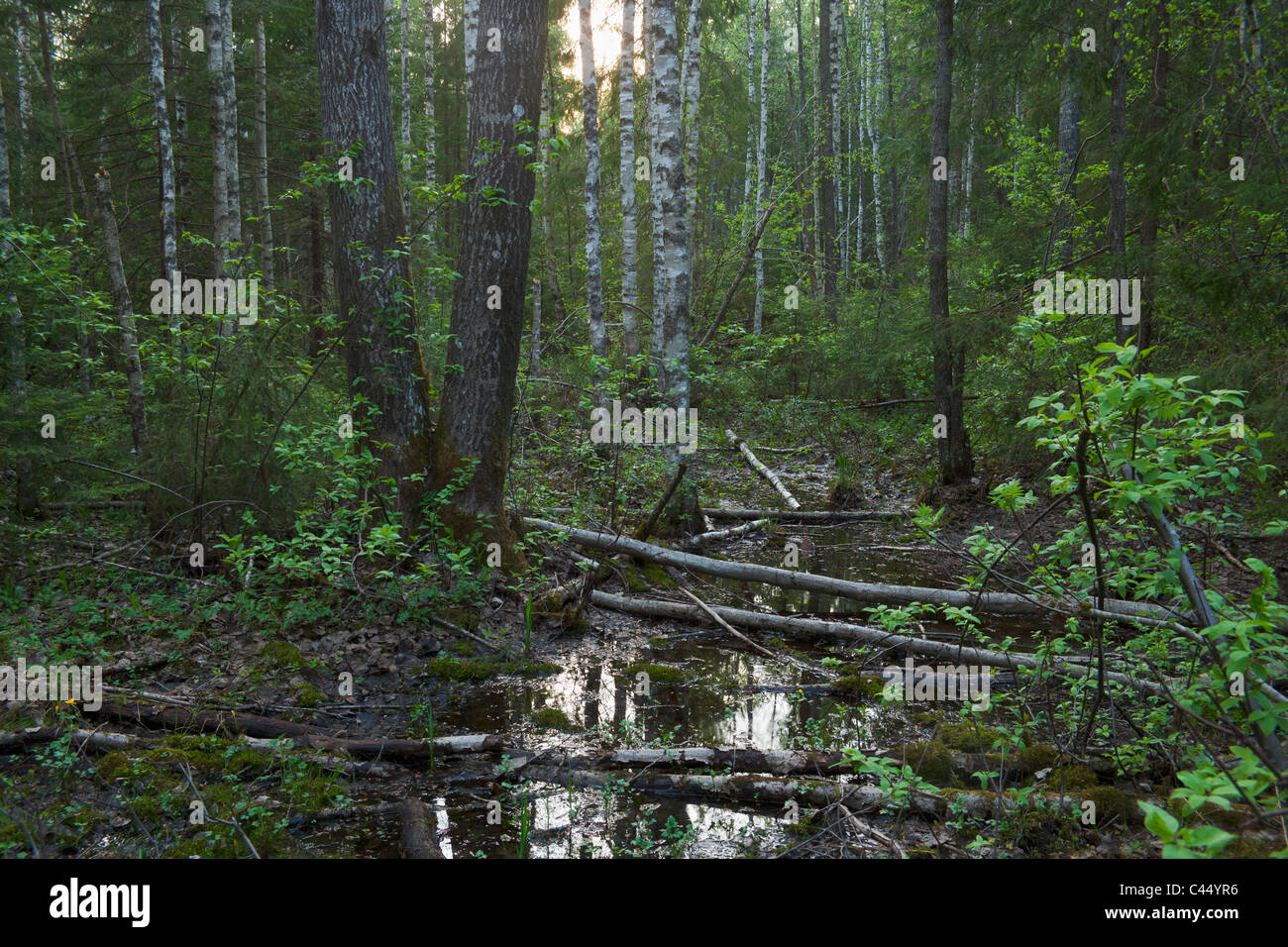 Mixed woodland in spring Stock Photo