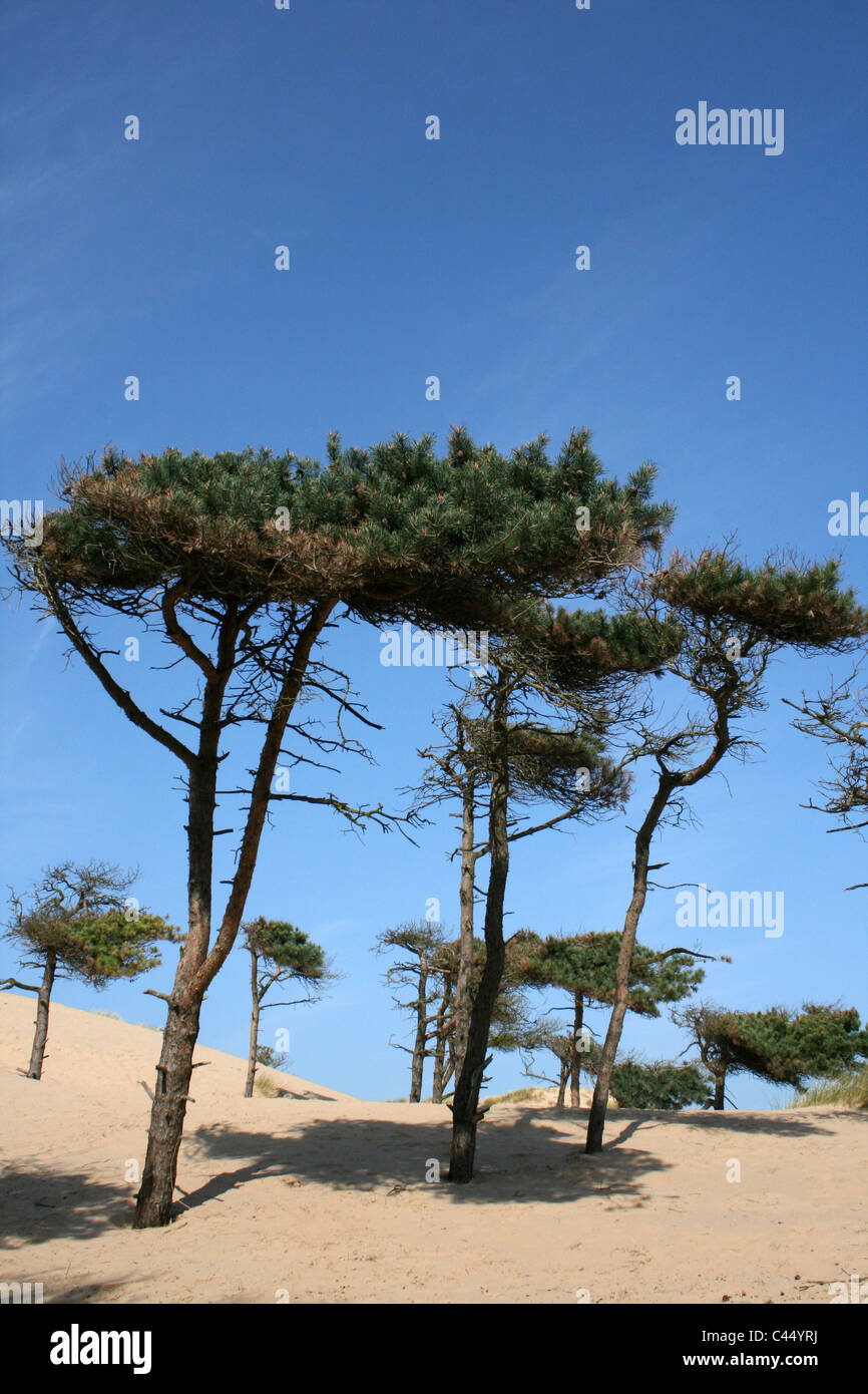 Pine Trees Growing In The Sand Dunes Of The Sefton Coast, Merseyside, UK Stock Photo