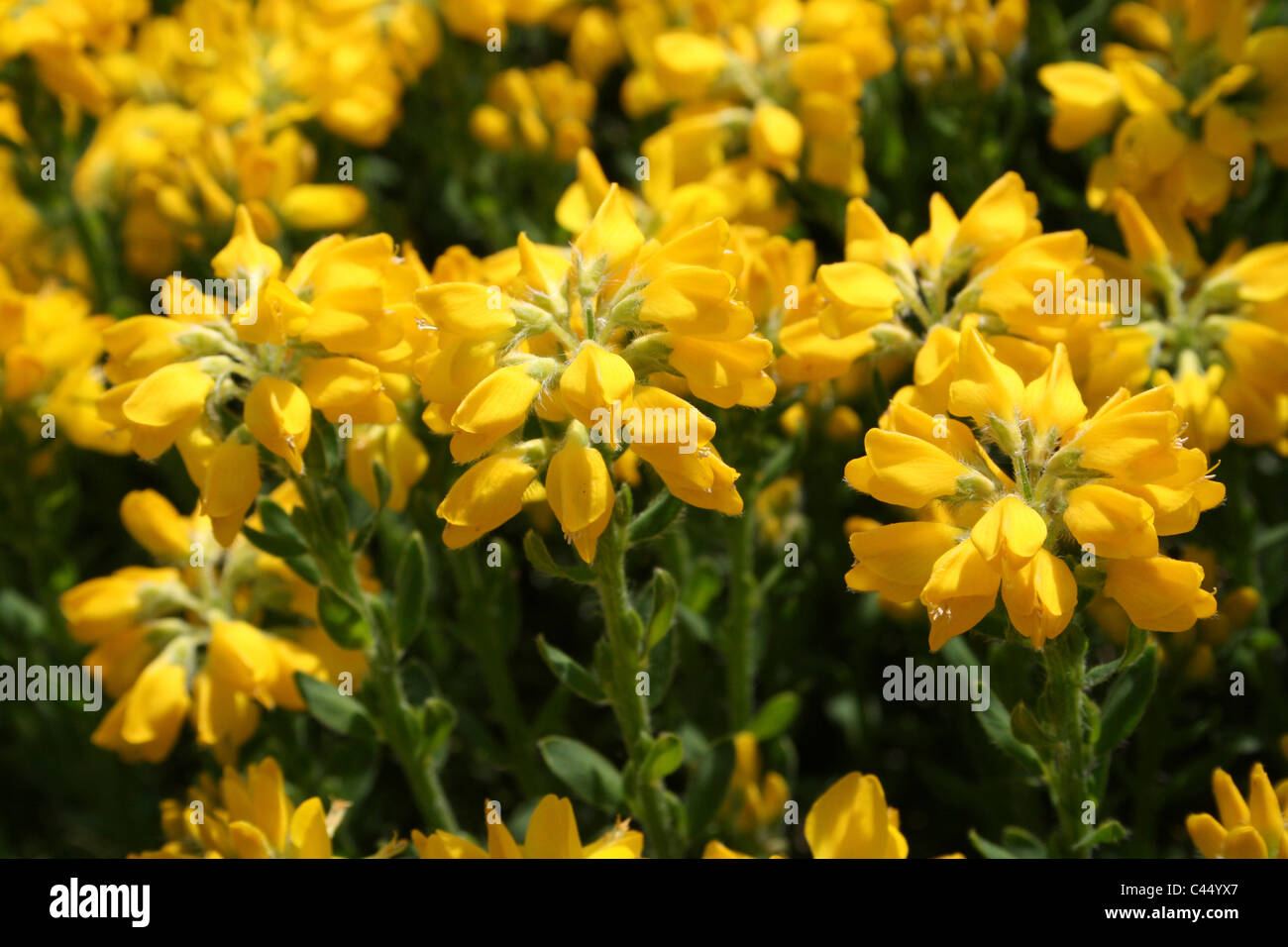 Yellow Flowers On A Garden Shrub Stock Photo Alamy