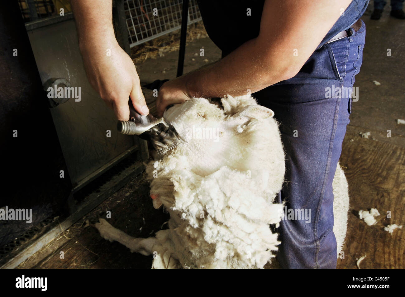 Person shearing sheep Stock Photo Alamy