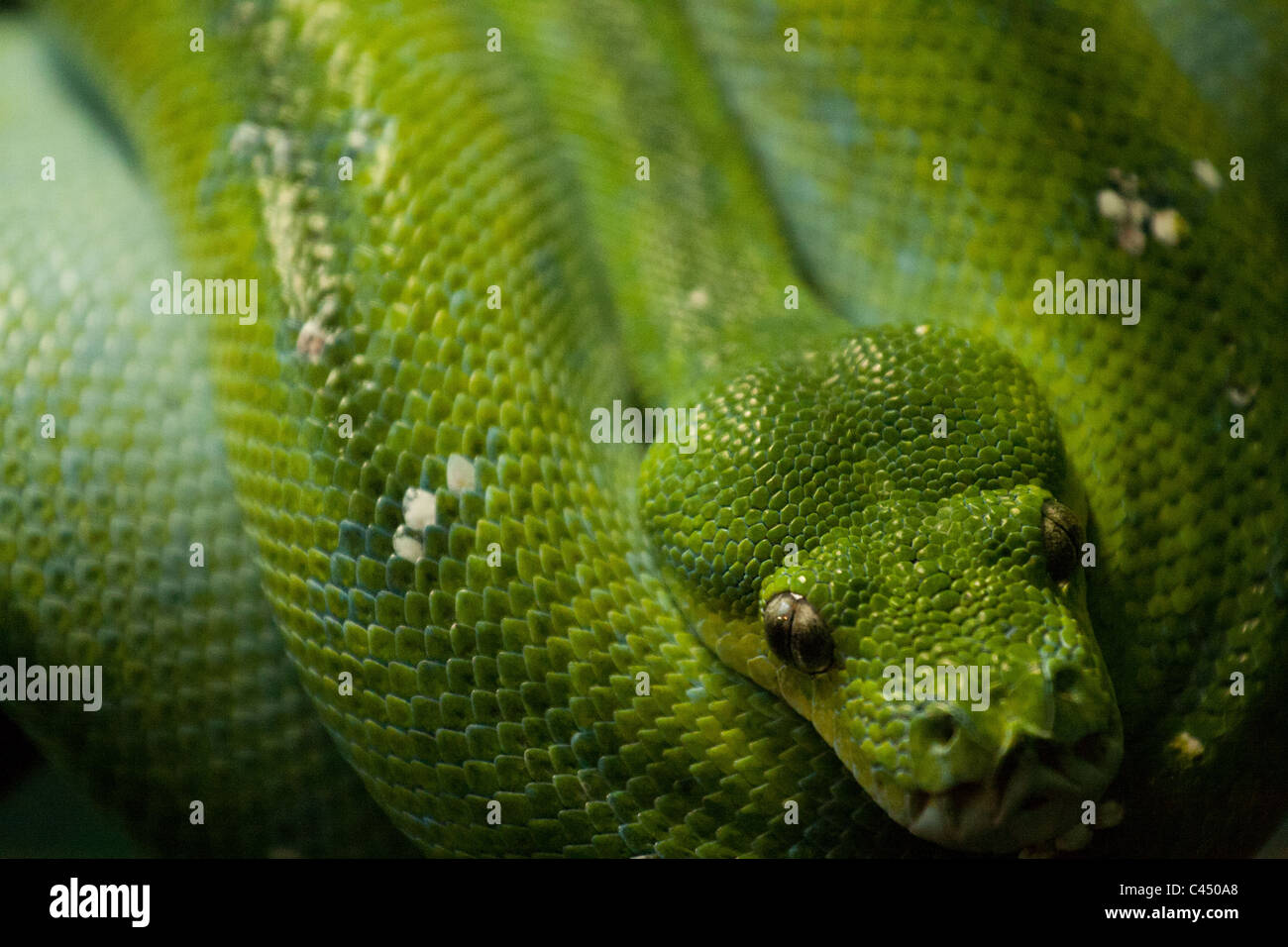 Python green hi-res stock photography and images - Alamy
