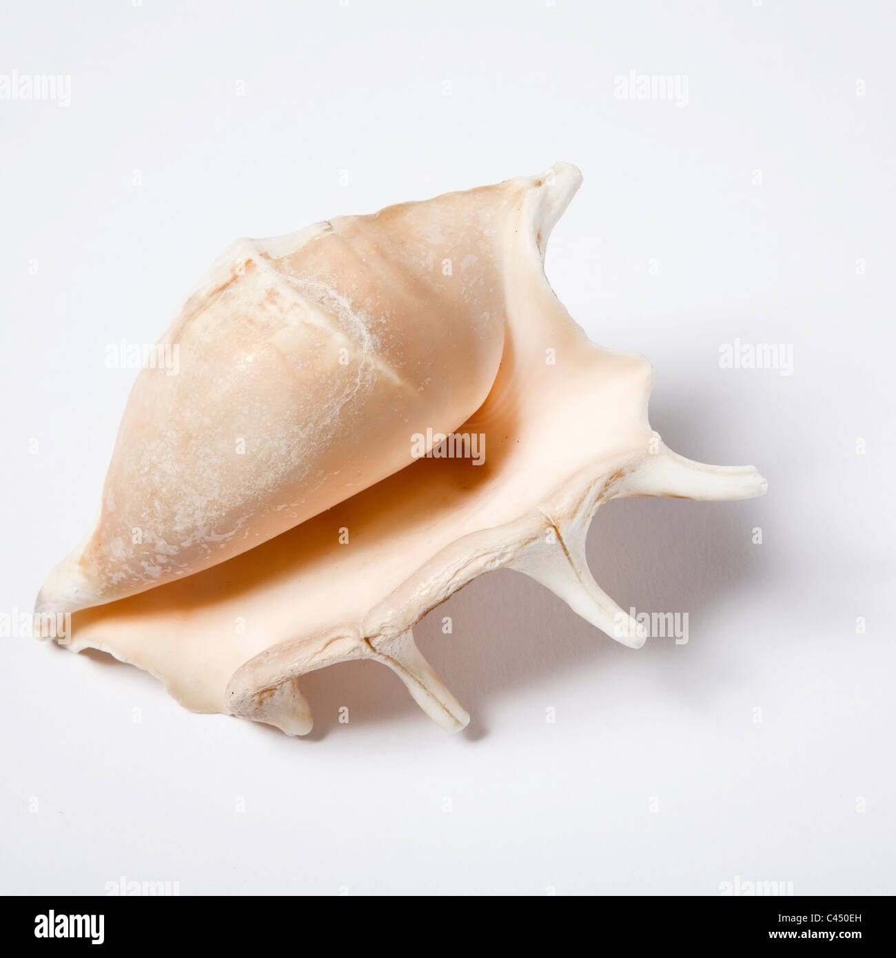 Pink Conch High Resolution Stock Photography and Images - Alamy