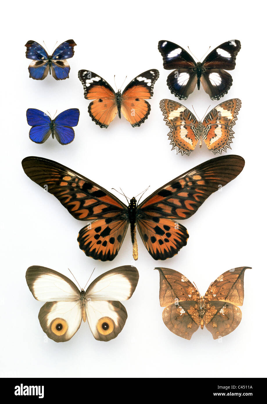 Selection of colourful and exotic butterflies, including Danaid Eggfly, Malay Lacewing, African Giant Swallowtail, Banana Eater Stock Photo