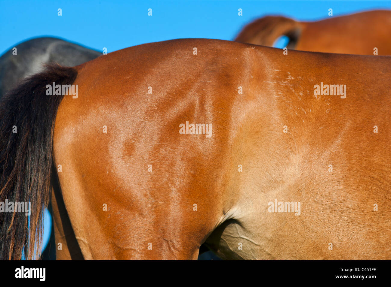 Horse's tail and behind Stock Photo