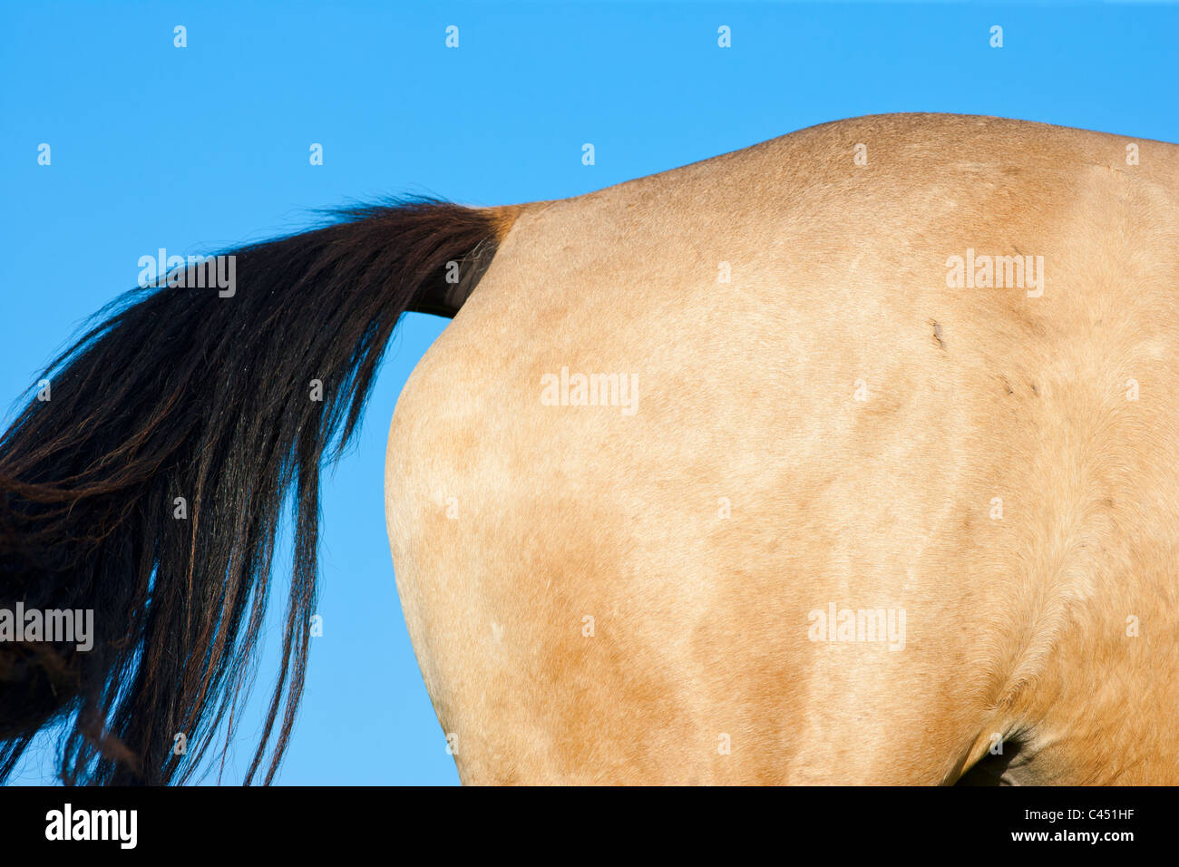 Horse's tail and behind Stock Photo