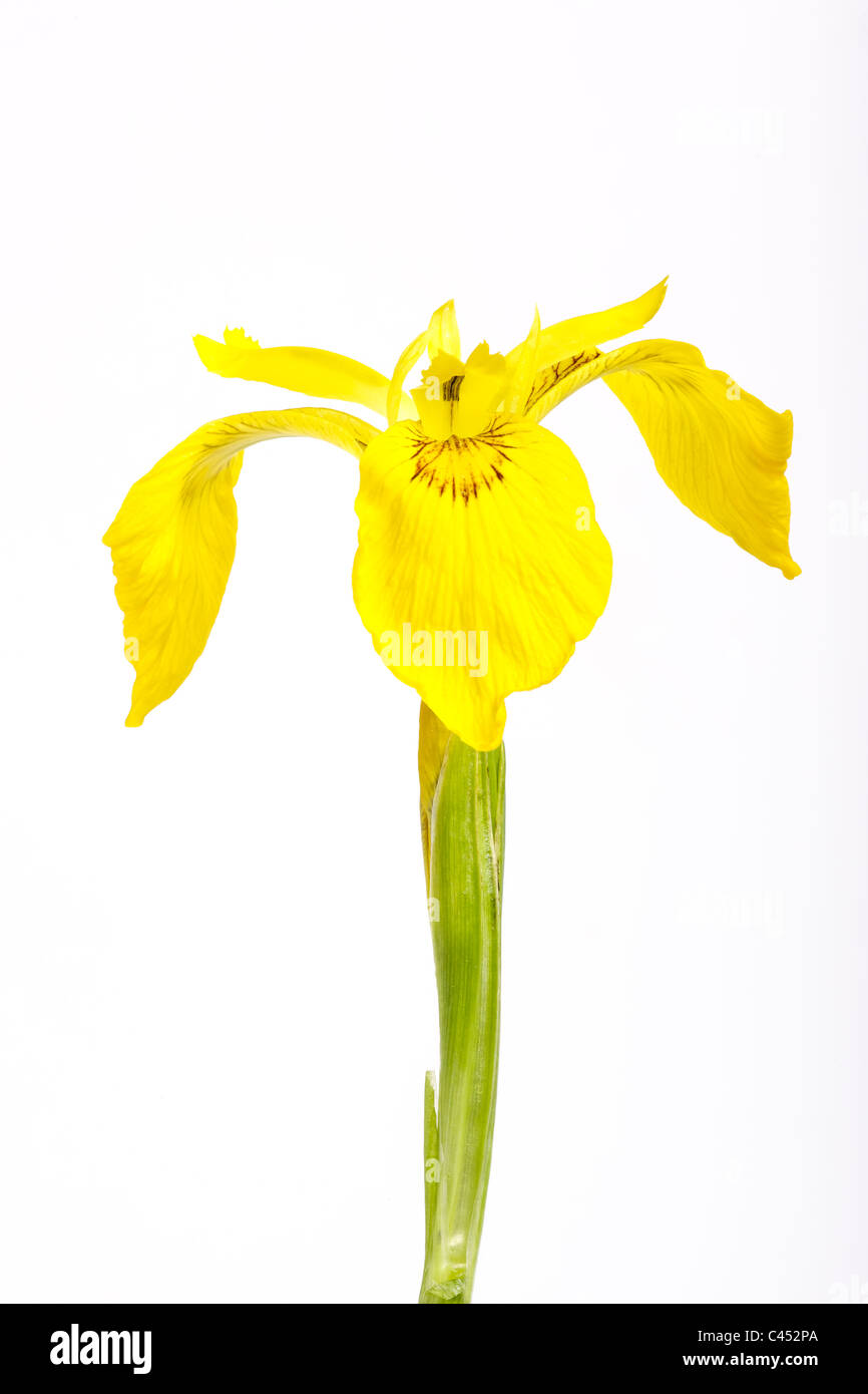 Flag iris, yellow flag, Iris pseudacorus, Europe Stock Photo