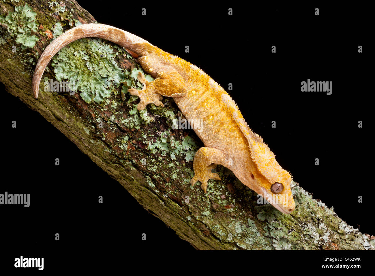 Crested gecko, Rhacodactylus ciliatus, New Caledonia Stock Photo