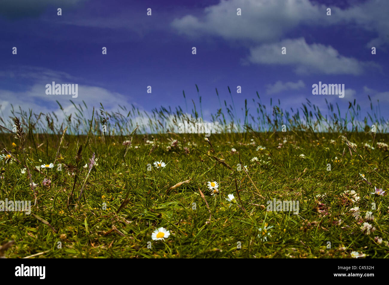 Daisies in a meadow against a blue sky with white fluffy clouds Stock ...