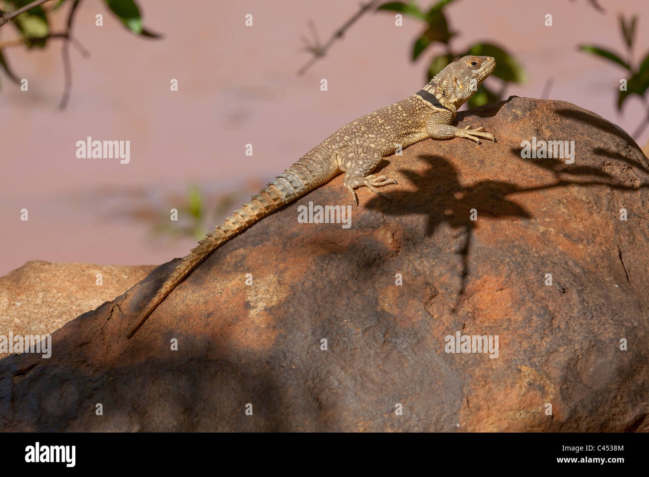 Collared Spiny-tailed Iguanid (Oplurus cuvieri). Eastern Madagascar. Sun basking. Thermo-regulation. Stock Photo