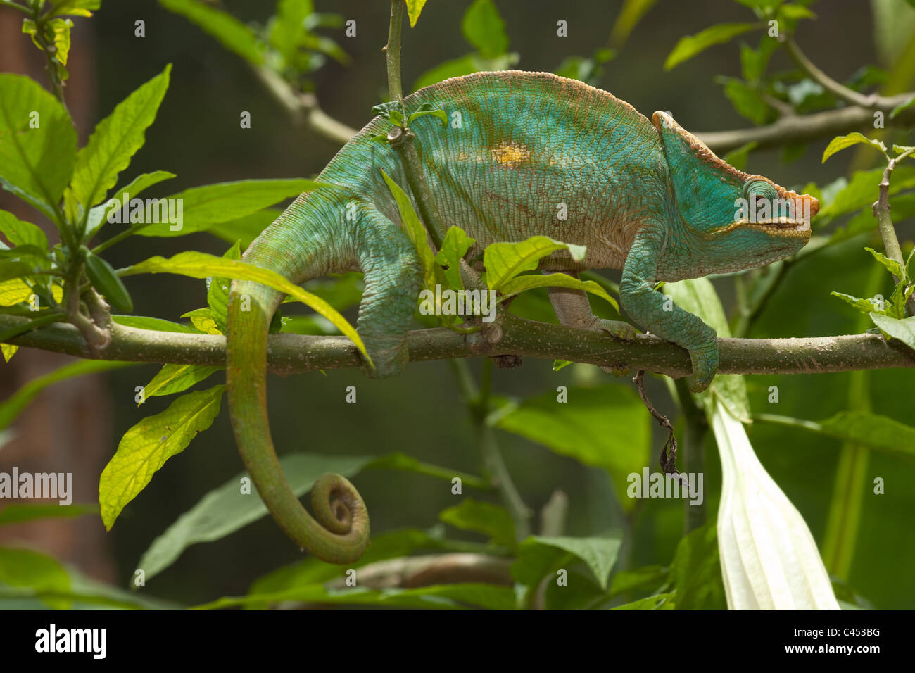 Parson's Chameleon Chamaeleo (Calumma) parsonii. Andasibe. Madagascar. Stock Photo