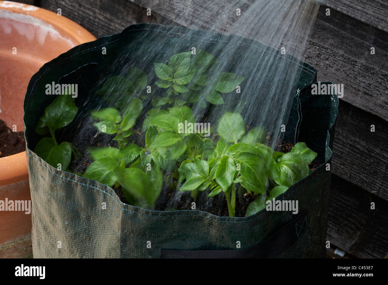 Potatoes growing in plastic bag container being watered Stock Photo Alamy
