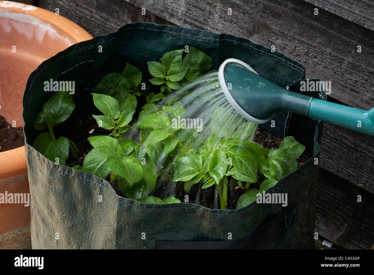 Potatoes growing in plastic bag container being watered outside Stock