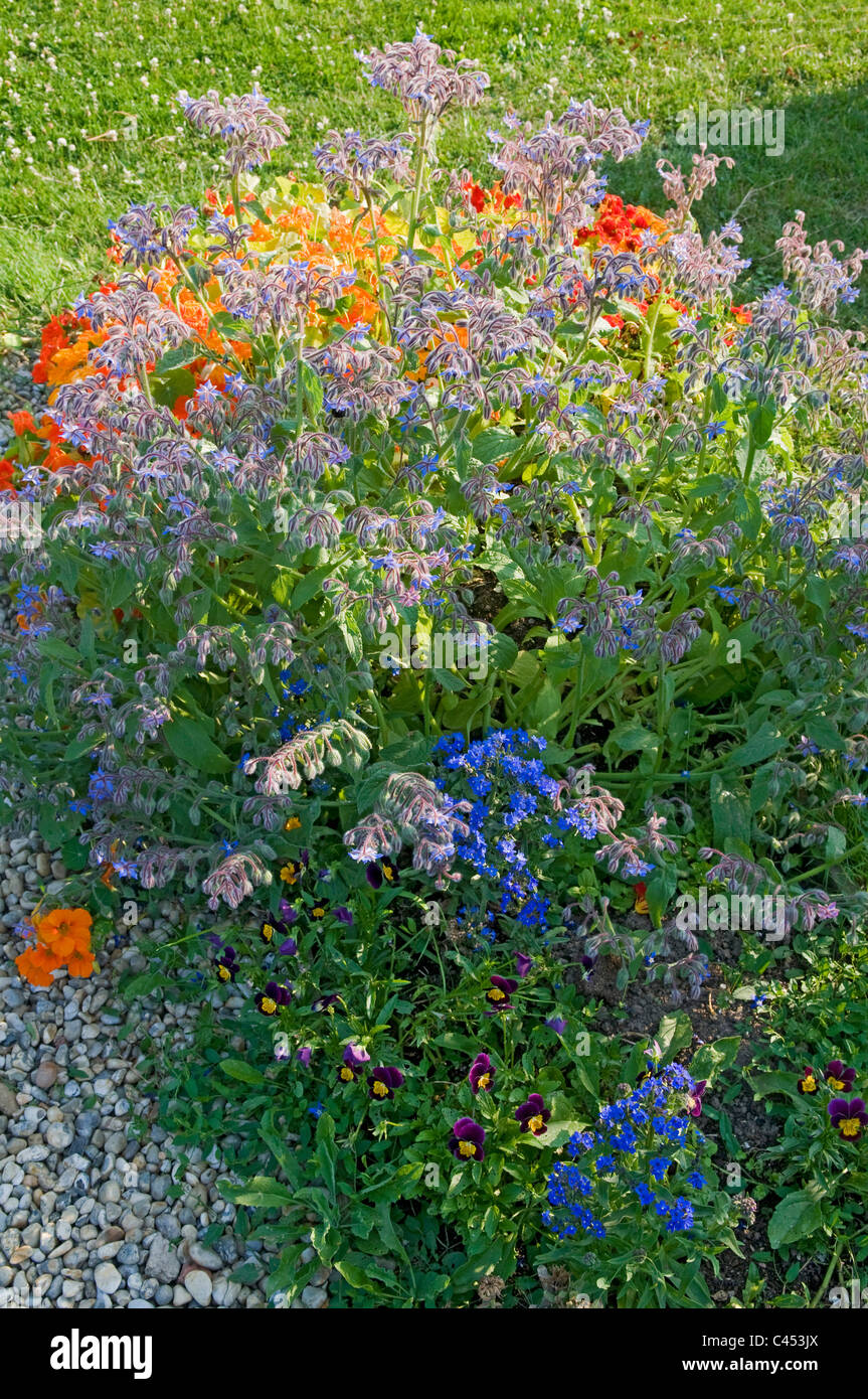 Garden border containing Tropaeolum majus (Nasturtium) and Borago officinalis (Borage) in bloom Stock Photo