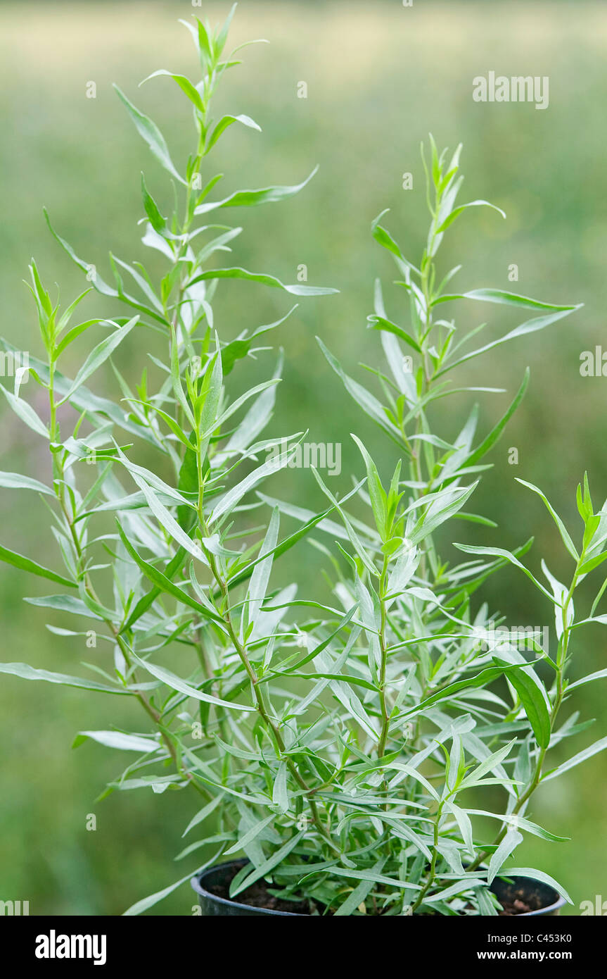 Tarragon artemisia dracunculus leaves stems hires stock photography