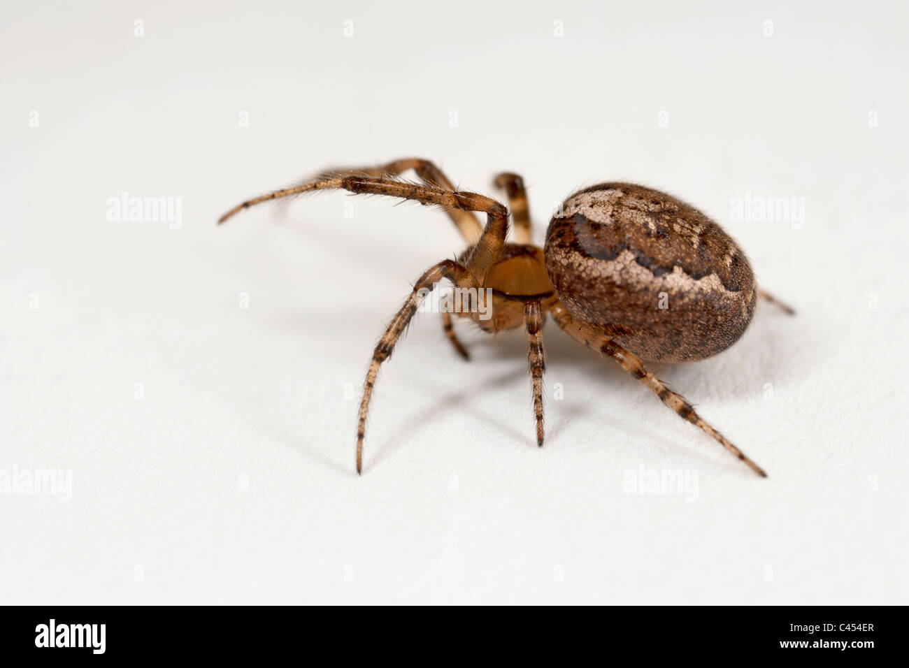 Spider, close-up Stock Photo