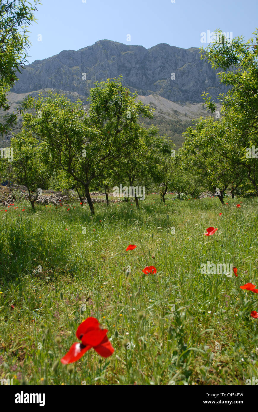 view to mountains with almond orchard and poppies in the foreground, Sierra de Bernia, Alicante Province, Valencia, Spain Stock Photo