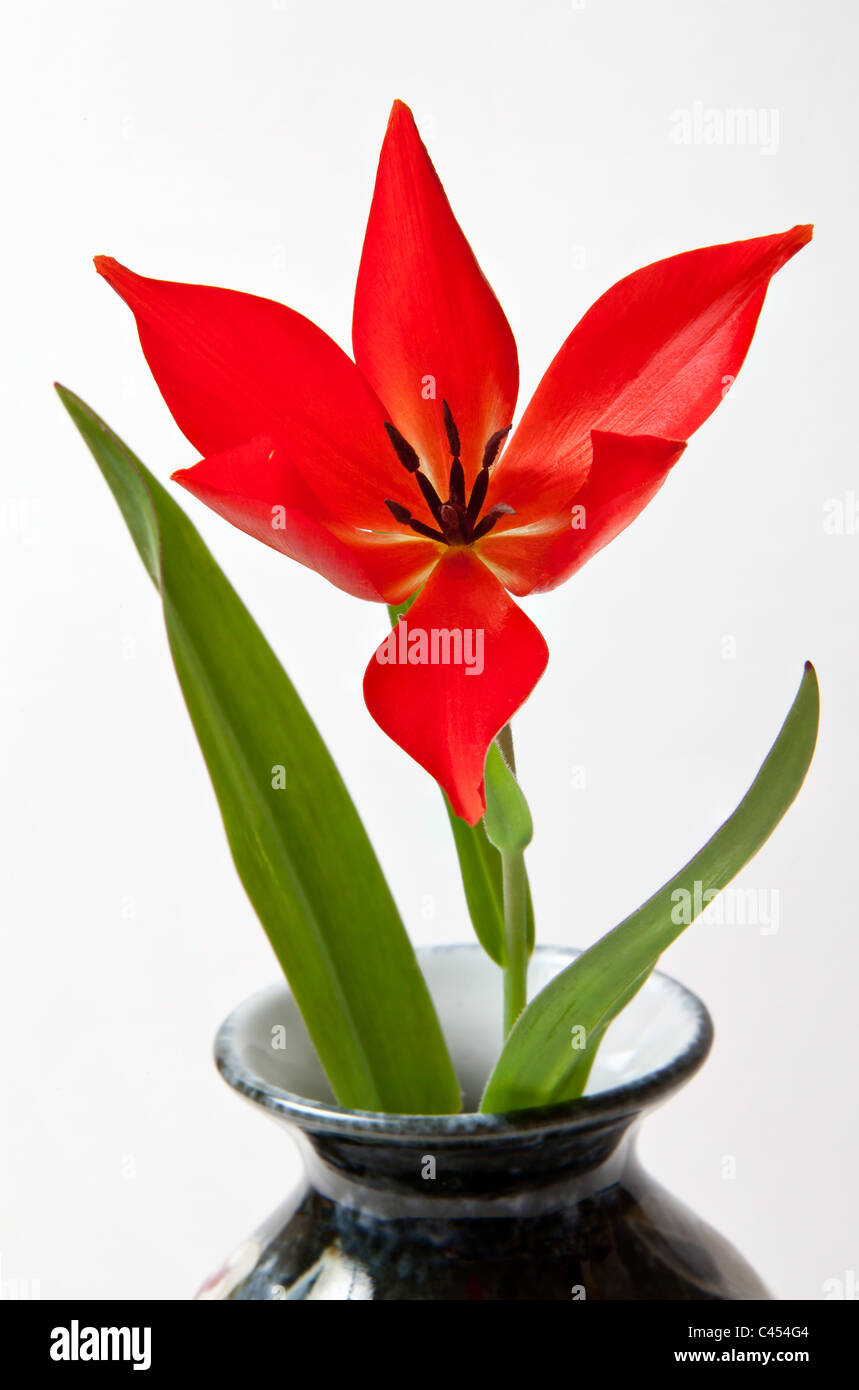 RED TULIP WITH OPEN PETALS IN VASE Stock Photo Alamy