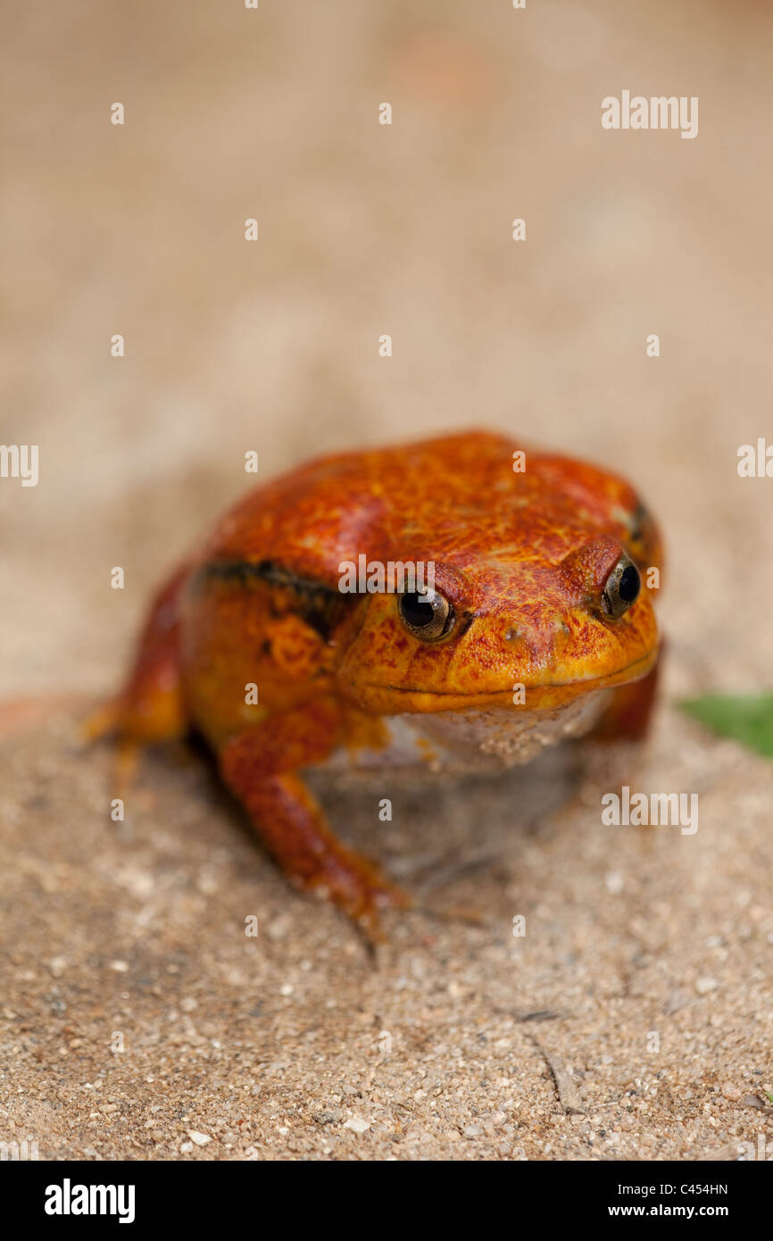 Tomato Frog (Dyscophus antongilii). North east Madagascar Stock Photo