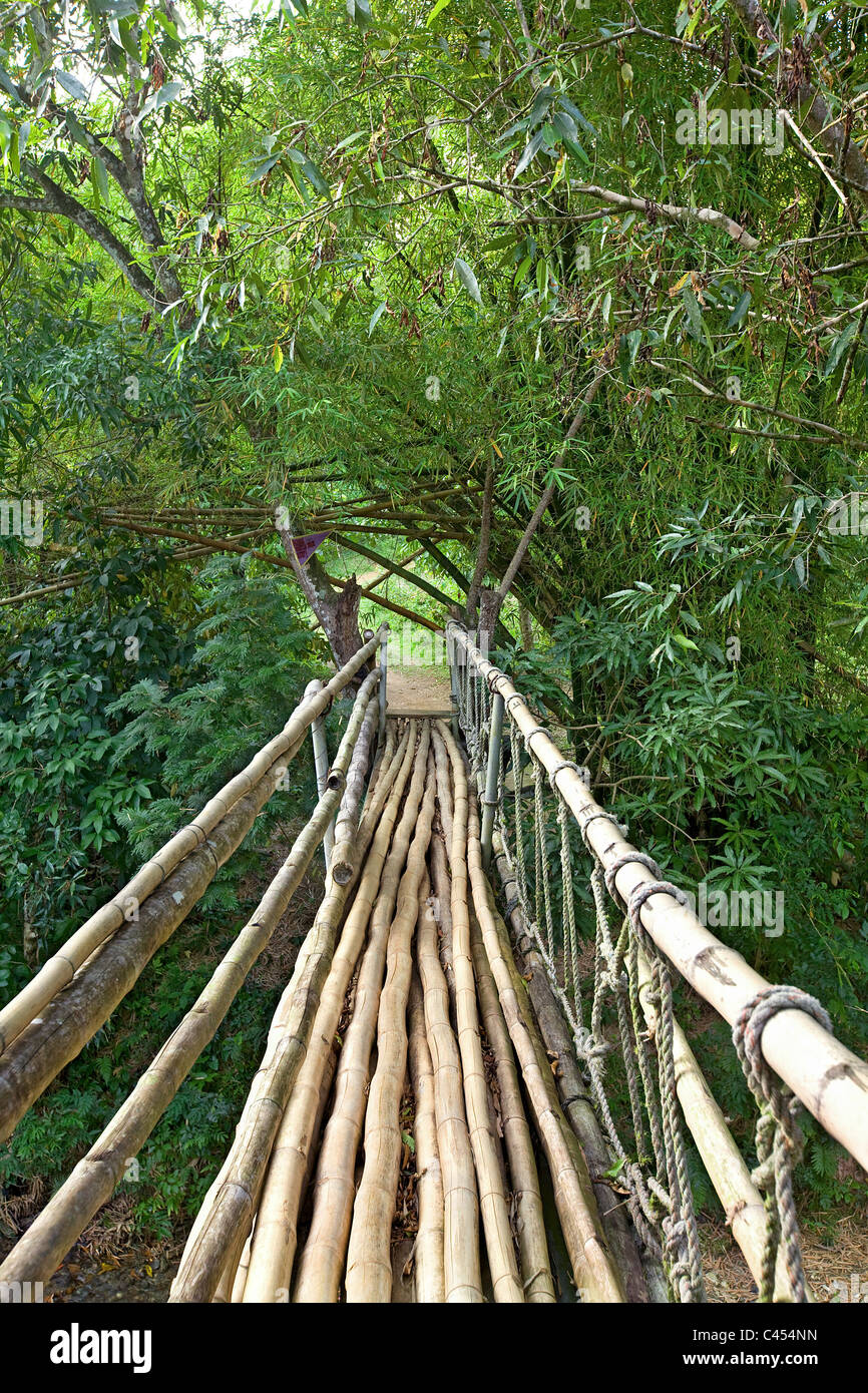 Mayfield Falls, Jamaica, View of bamboo bridge Stock Photo