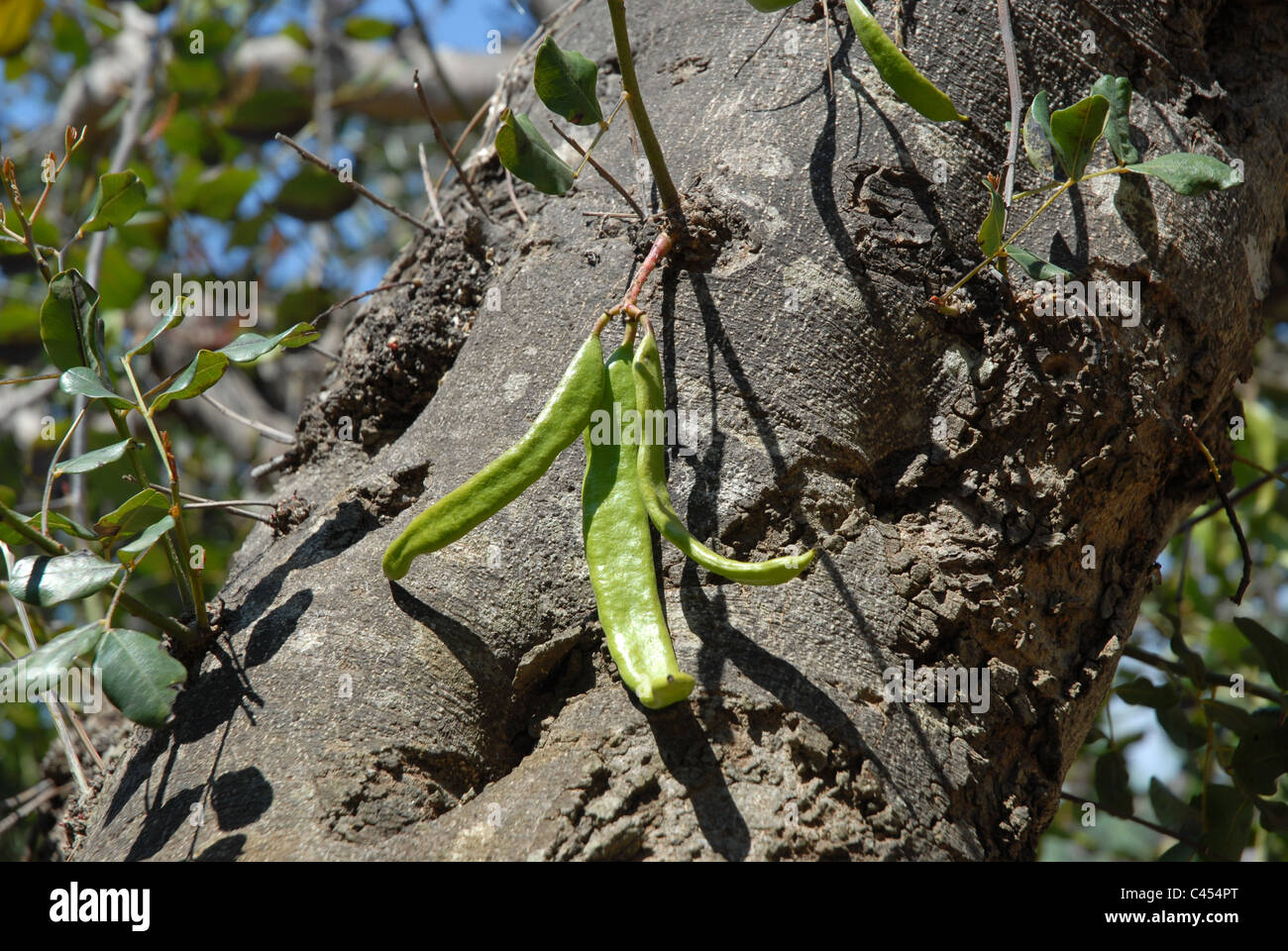 algarrobo beans growing on tree, Alicante Province, Valencia, Spain Stock Photo