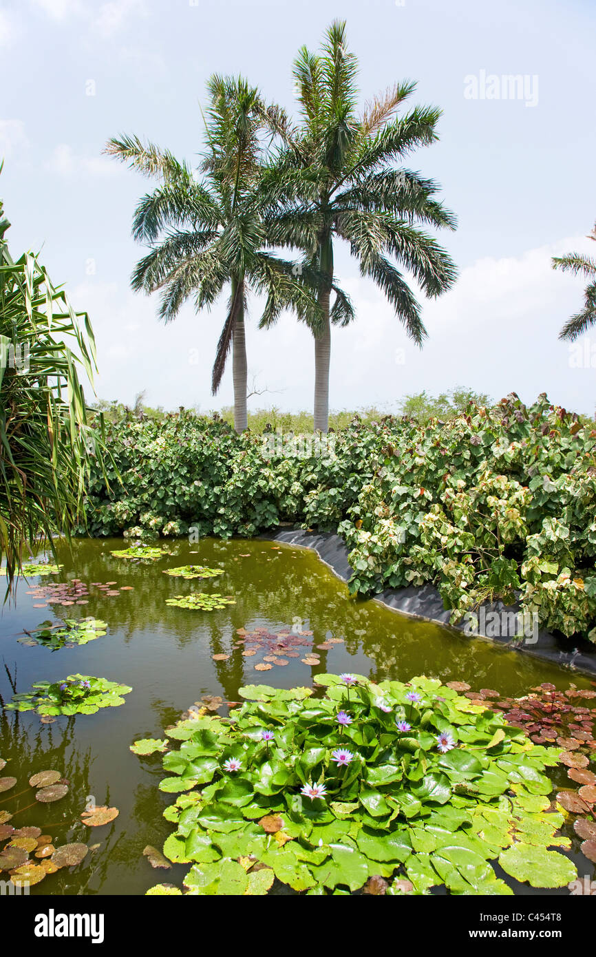Queen Elizabeth II Botanic Park, Grand Cayman, Cayman Islands, View of pond with flora Stock Photo