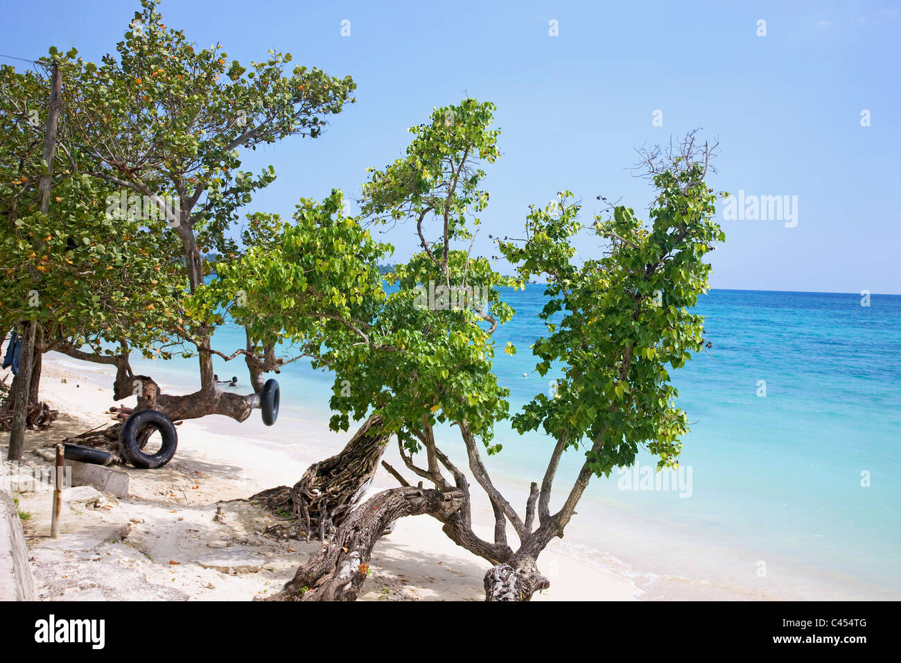 Bluefields Bay, Jamaica, sea-grape trees on beach Stock Photo