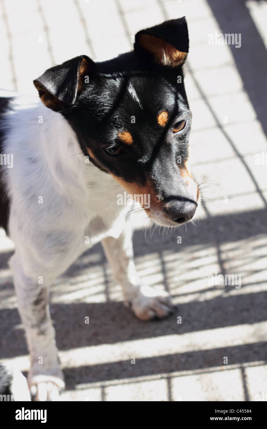 Tenterfield Terrier High Resolution Stock Photography And Images Alamy