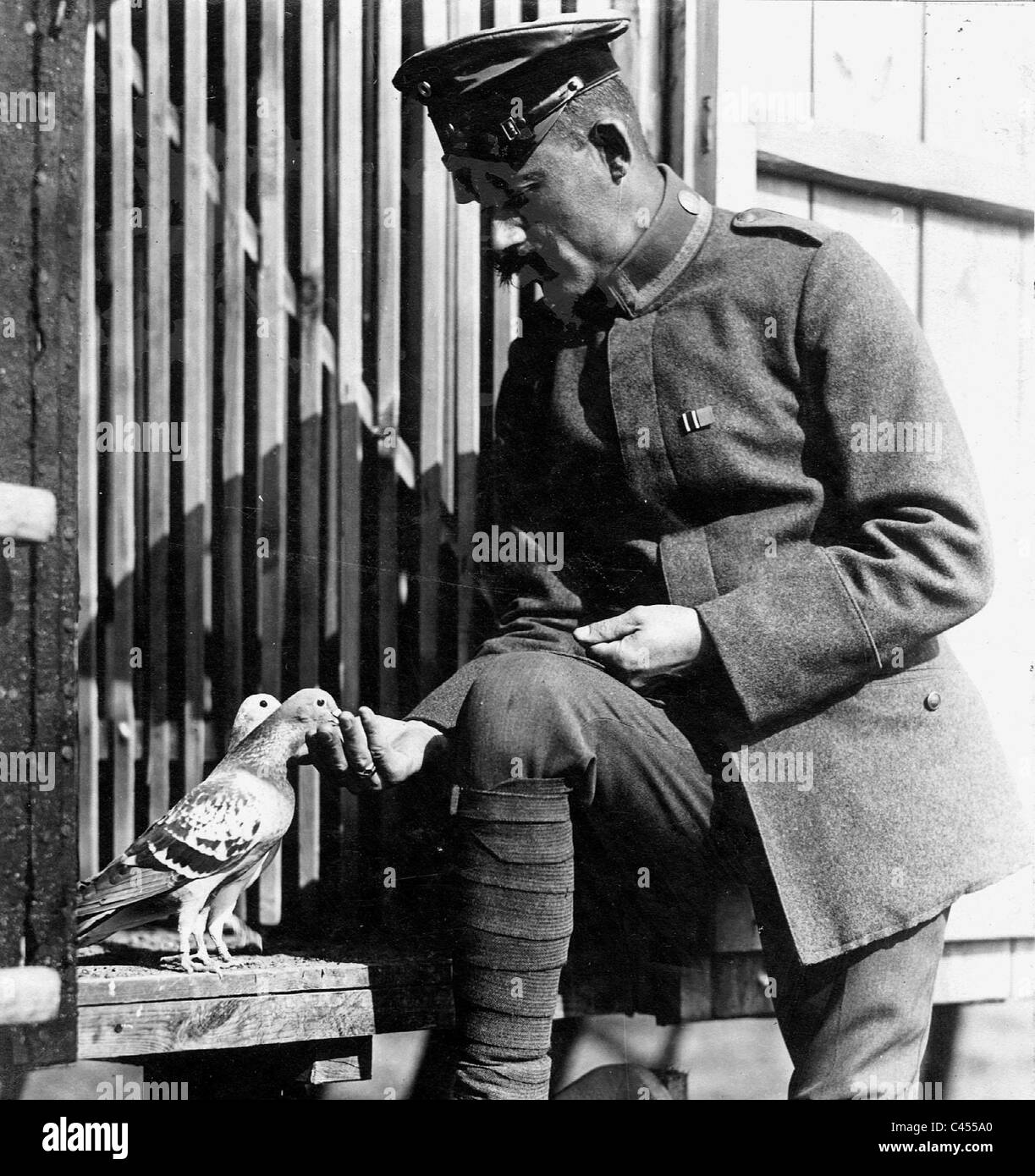 Use Of Carrier Pigeons On The Front In The First World War, 1918 Stock ...