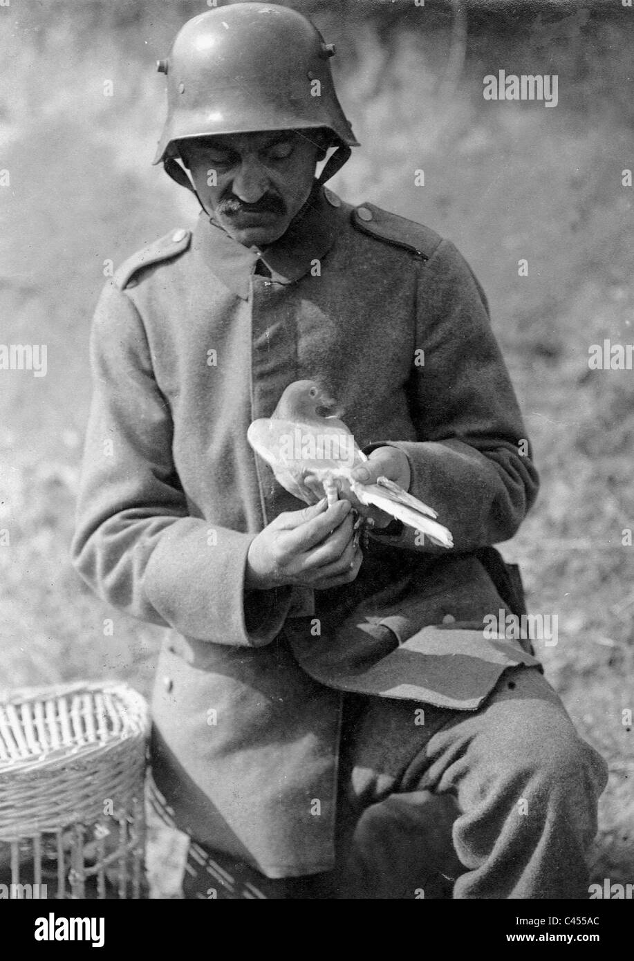 Use of carrier pigeons on the front in the First World War, 1918 Stock