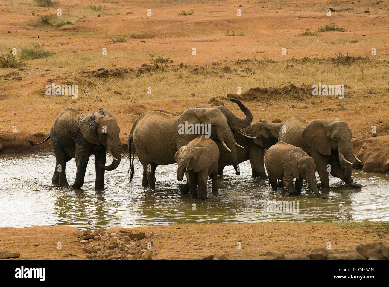 Kenya, Southeastern Savannah, Tsavo National Park, Serena Kilaguni Lodge, elephants at waterhole Stock Photo