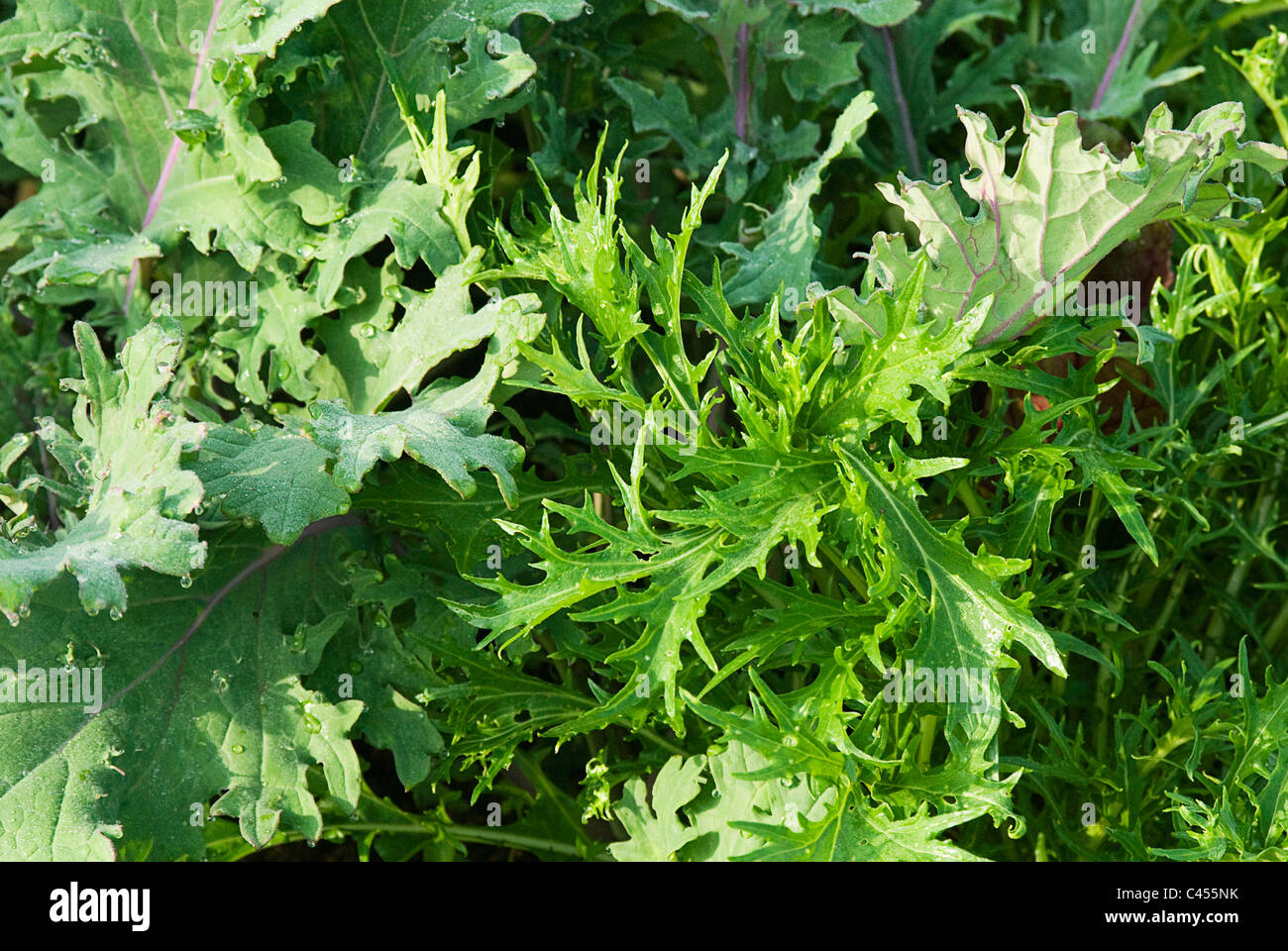 Kale and Mizuna in vegetable garden, close-up Stock Photo