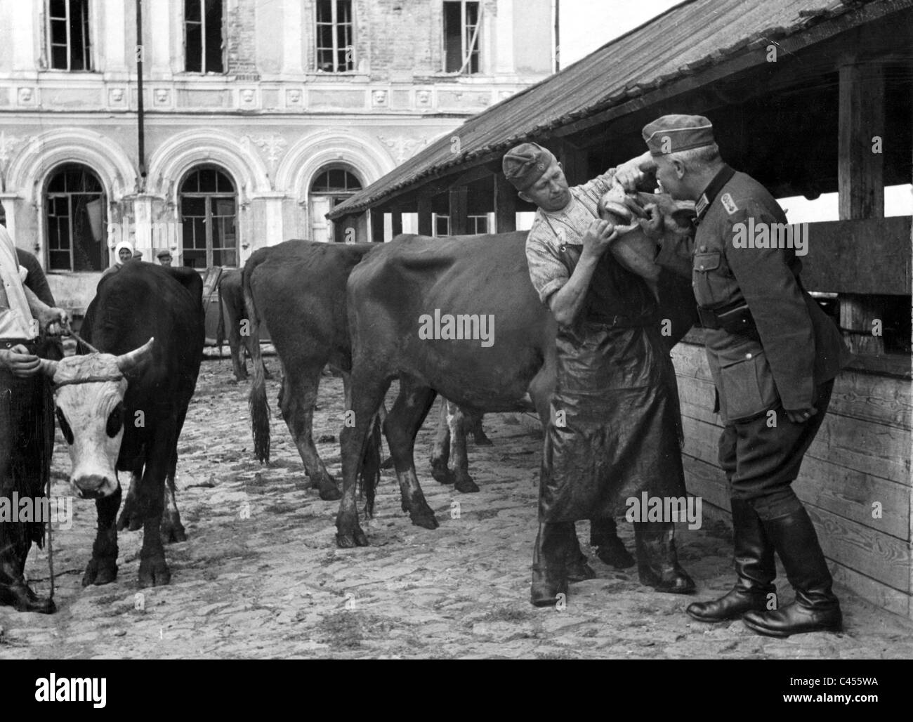 Examination of cattle in Russia, 1941 Stock Photo