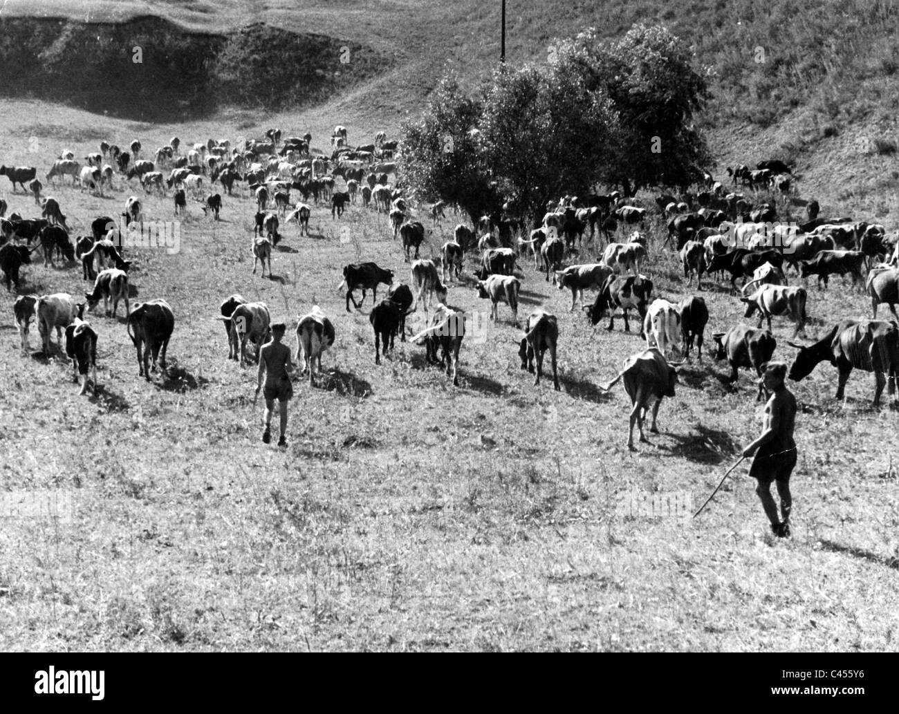 German soldiers with a herd of cattle in Russia, 1942 Stock Photo