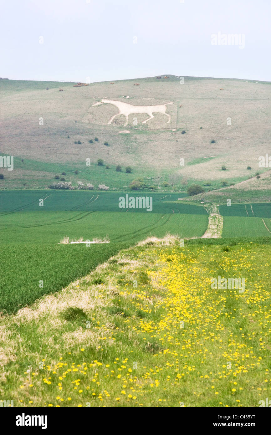 Great Britain, England, Wiltshire, Vale of Pewsey, 'White Horse' carved on hill Stock Photo