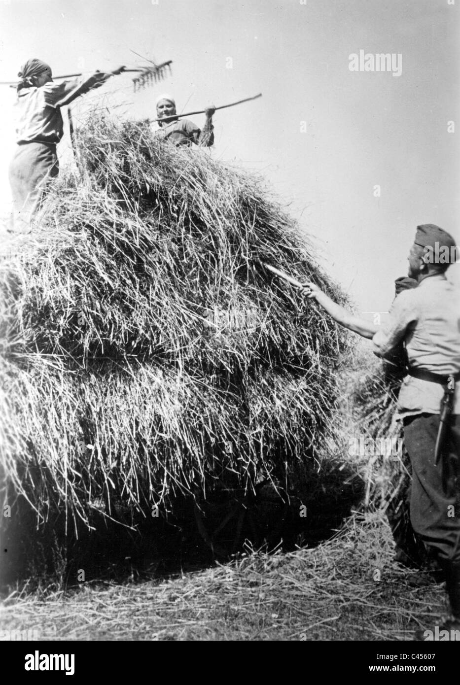 German soldiers harvesting on the Eastern Front, 1942 Stock Photo