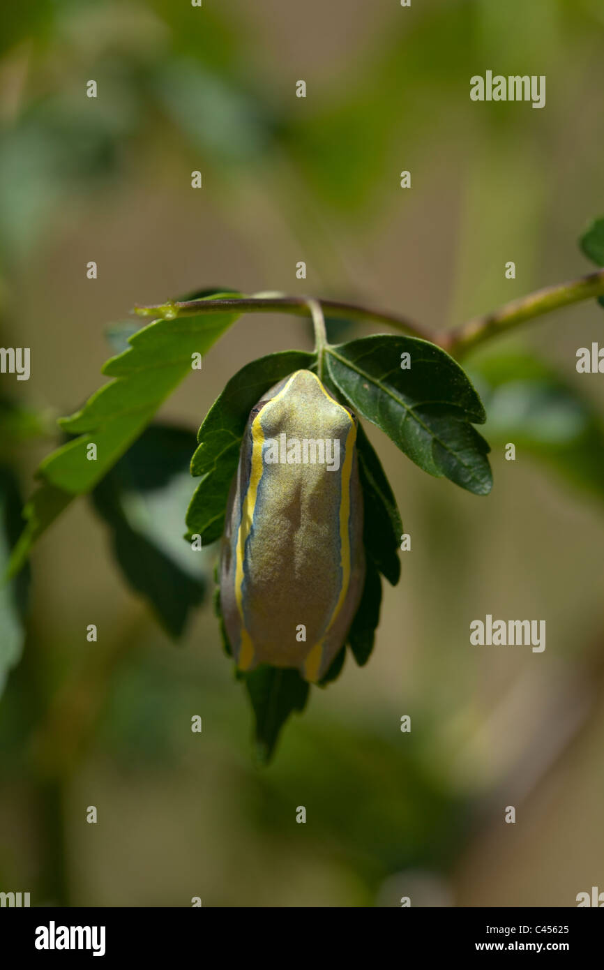 Betsileo Reed Frog (Heterixalus betsileo). Found around marshes and