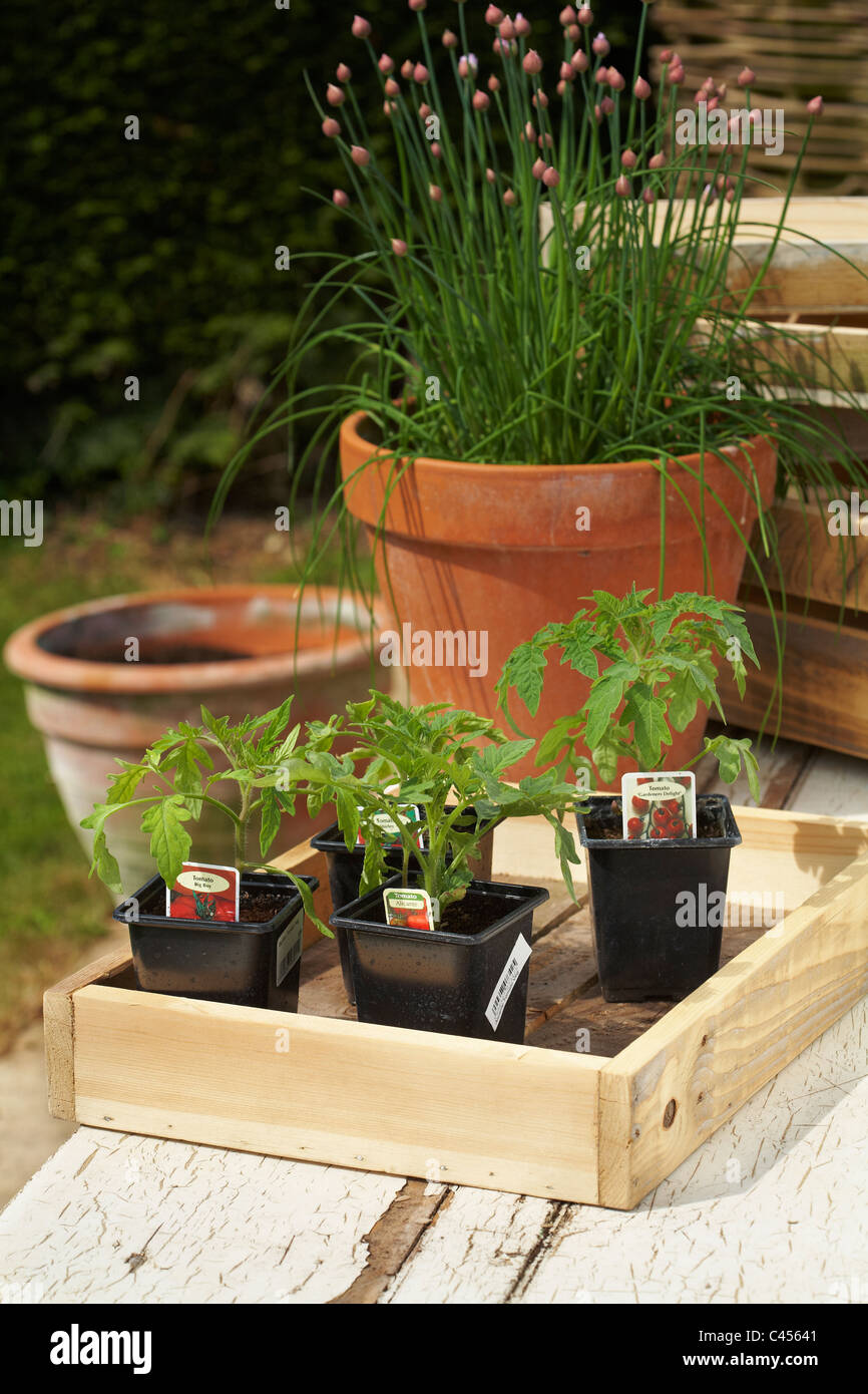 Tomato Seedlings in plastic pots ready to plant on.Terracotta pot of