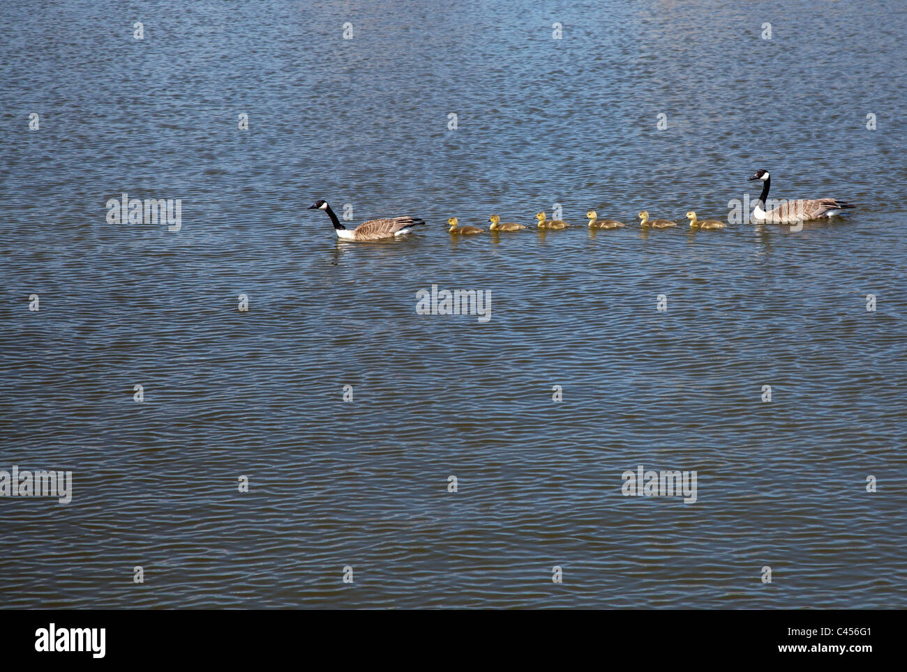 Harrison Township, Michigan - Canada Geese swimming with their goslings. Stock Photo