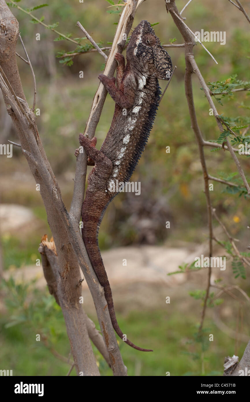 Oustalet's Chameleon (Furcifer oustaleti). Largest of Madagascar's chameleon species found in the drier southwest. Stock Photo