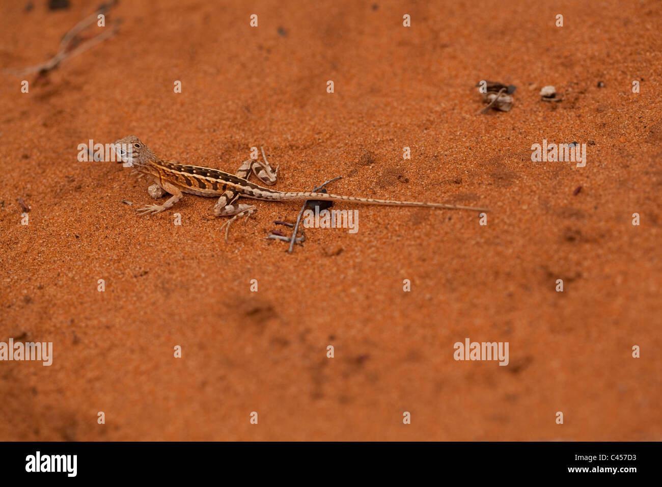 Three-eyed Lizard (Chalaradon madagascariensis). Ifaty. Madagascar. Spiny forest. Stock Photo