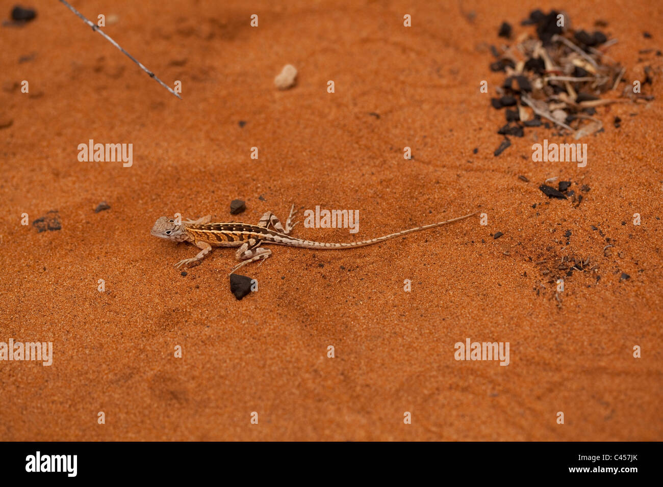 Three-eyed Lizard (Chalaradon madagascariensis). Ifaty. Madagascar. Spiny forest. Stock Photo