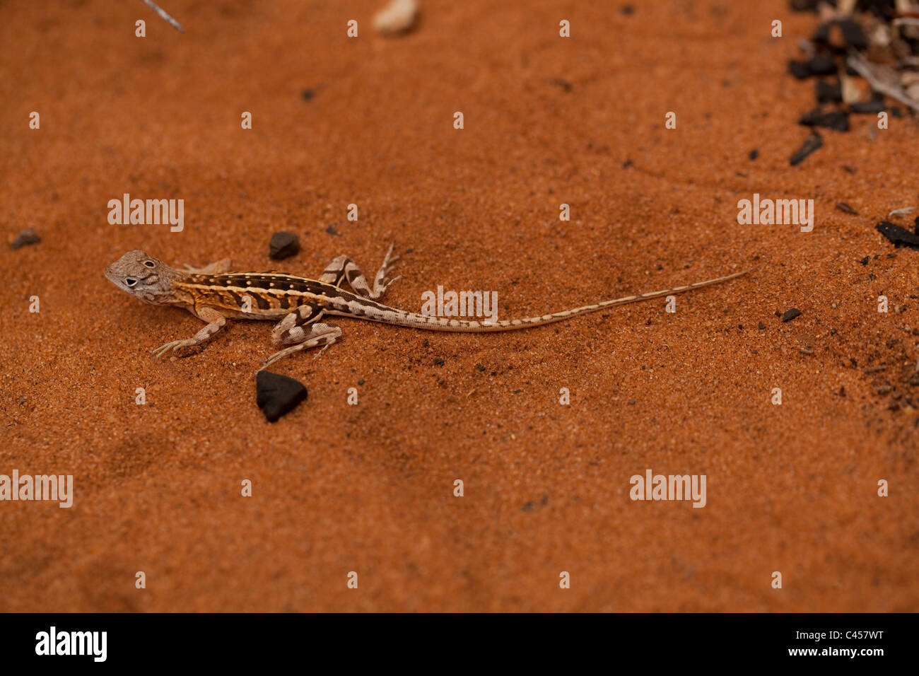 Three-eyed Lizard (Chalaradon madagascariensis). Ifaty. Madagascar. Spiny forest. Stock Photo